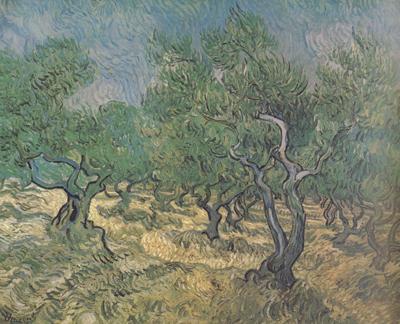 Vincent Van Gogh Olive Grove (nn04) oil painting image